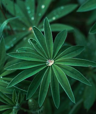 Yağmurdan sonra bitkiler. Parlak yeşil çimenler. Bir damla su. Yaz arkaplanı.
