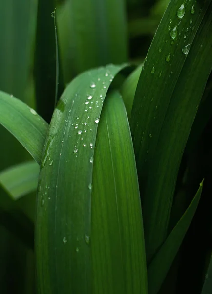 Plants after rain. Bright green grass. Drop of water. Summer background.
