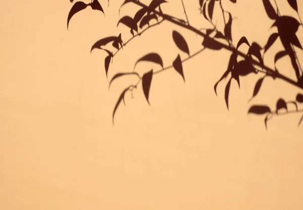 Egy Növény Árnyéka Asztalon Fényes Napfény Nyáron Bézs Háttér — Stock Fotó