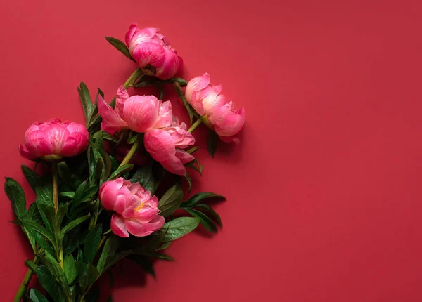 Ταχυδρομική κάρτα με λουλούδια. Πλούσιες ροζ παιώνιες. Φωτεινό πράσινο φόντο. Τοποθέτηση της ετικέτας. — Φωτογραφία Αρχείου