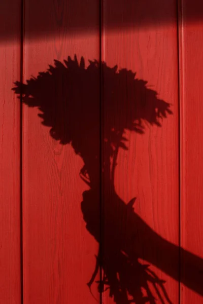 赤い木製の背景 手に花の影花束 太陽写真 夏のコンセプト ストックフォト