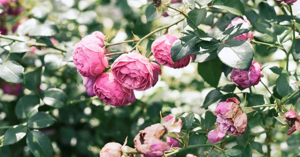 Trädgårdsrosor är rosa. Romantisk bakgrund för din design. — Stockfoto