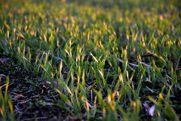 Gras Auf Dem Feld — Stockfoto