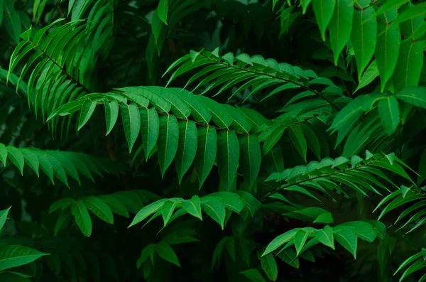 Yeşil Bir Palmiye Ağacı Dalı Kökenli Arka Plan Ile Yeşil — Stok fotoğraf