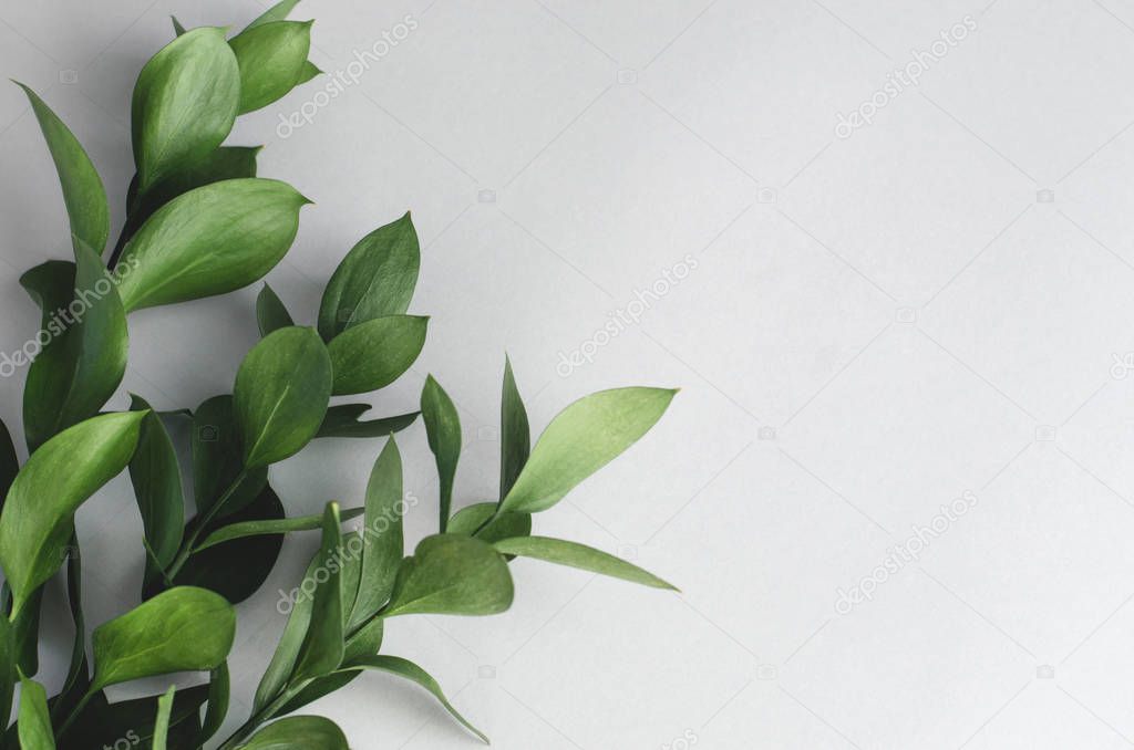 Bunches of vibrant green leaves on a gray background. Minimalism. Background.