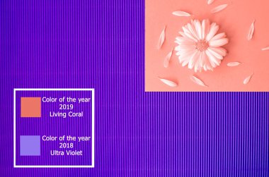 Papatya yaprakları bir portakal ve yapısal mor zemin üzerine. Metin ve logosu için bir yer.