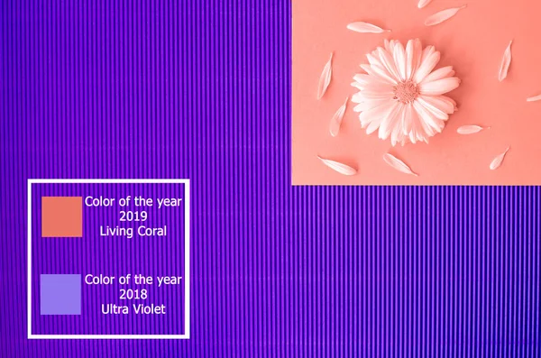 Papatya yaprakları bir portakal ve yapısal mor zemin üzerine. Metin ve logosu için bir yer.