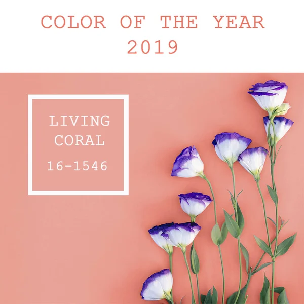 Yıl 2019 Enstitüsü Ponton yaşayan mercan sürümüne göre rengi. Fotoğraflar Instagram için idealdir.