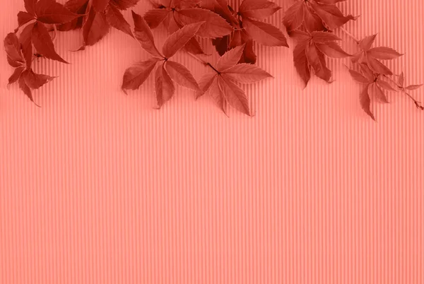 Fundo Textural Rosa Com Folhas Verdes Lugar Para Texto Logotipo — Fotografia de Stock