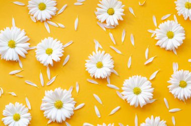 Turuncu arka planda yaprakları olan papatya çayı.