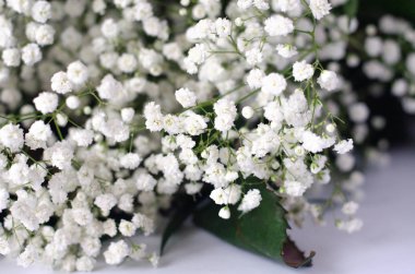 Beyaz bir arka plan üzerinde beyaz gypsophila bir buket. Yaşayan bitki kompozisyonu.