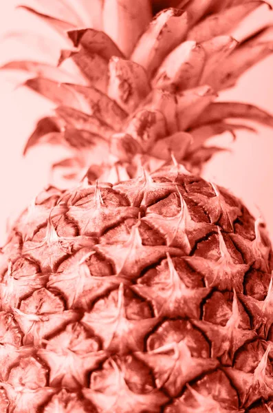 Pineapple Slice Close Coral Background Place Text Creative Minimalism — Stock Photo, Image
