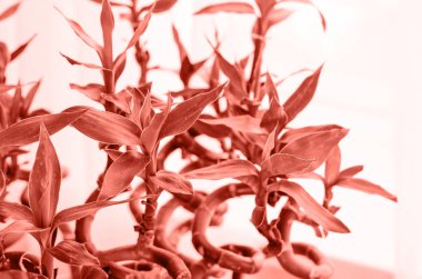 Mercan rengi bir sürü bükülmüş bambu dalları ile fotoğraflar. Mercan rengi 2019 rengidir.