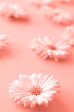 Tapınağın diğer renkler mercan renk arka plan üzerinde başkanı. Mercan rengi 2019 rengidir.