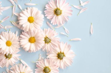 Mavi bir arka plan üzerinde kaotik bir şekilde bulunan yaprakları ile birçok güzel papatyalar.