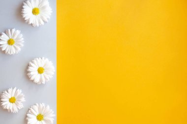 Turuncu-gri arka plan üzerine çiçekli kare fotoğraf. Instagram için mükemmel. Metin için bir yer.