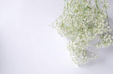 Beyaz bir arka plan üzerinde beyaz gypsophila bir buket. Yaşayan bitki kompozisyonu.