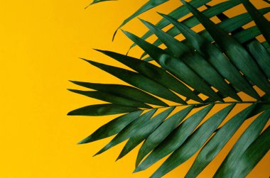 İki büyük bir palmiye ağacı yaprakları turuncu bir arka plan üzerinde iç içe.