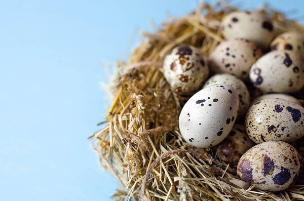 Many quail eggs in a nest of straw on a blue background. Easter.