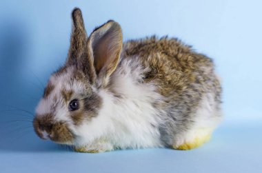Mavi arka planda canlı, şirin bir tavşan. Tavşanın renkleri gri noktalı beyazdır.
