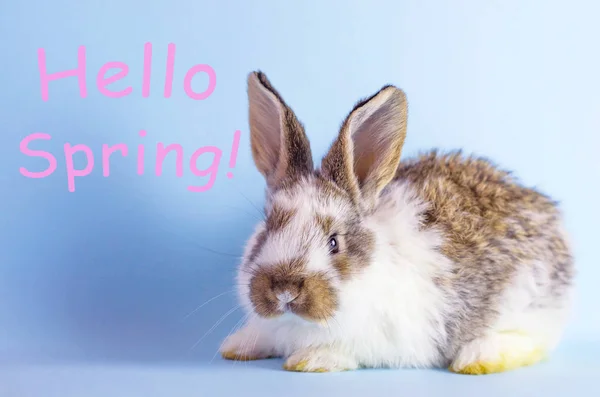Żywo Bunny Niebieskim Tle Tekstem Przywitaj Wiosnę — Zdjęcie stockowe