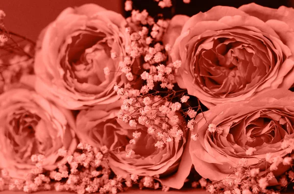 Um buquê de rosas com gypsophila de cor de coral . — Fotografia de Stock