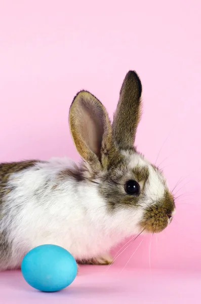 Żywy mały ładny królik na różowym tle. — Zdjęcie stockowe