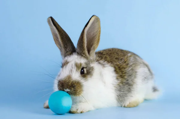 Żywy mały ładny królik na niebieskim tle. — Zdjęcie stockowe
