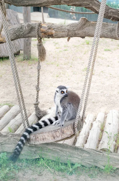 Levende dieren Lemur zittend op een houten dek. Stockafbeelding