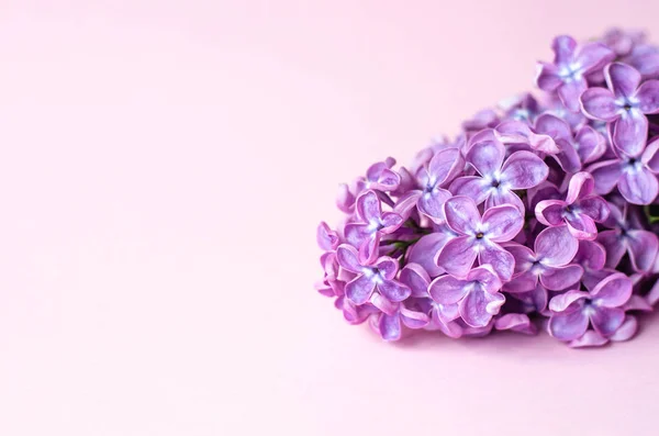 A sprig of lilac lies on a pink paper background.
