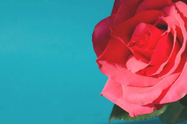 Pembe mercan turkuaz arka plan üzerinde gül.