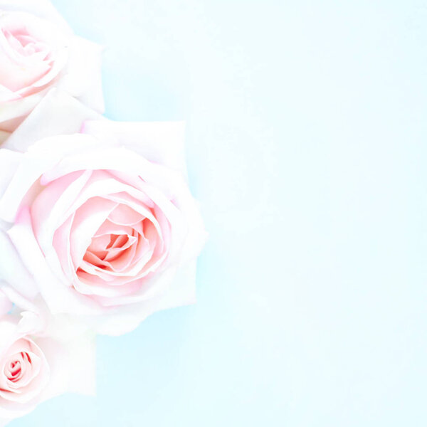 Pale pink roses on a light blue background. Photo square format.
