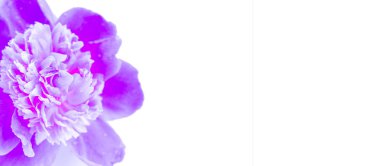 Beyaz bir arka plan üzerinde Neon mor şakayık closeup.