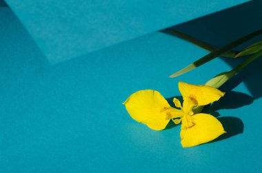 Mavi arka plan üzerinde sarı iris çiçeği.