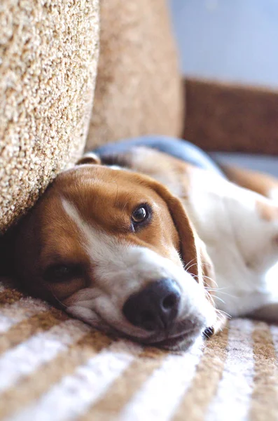 Een jonge beagle hond ligt op de Bank. — Stockfoto