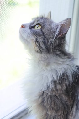 Güzel genç gri kedi pencereden dışarı bakar.