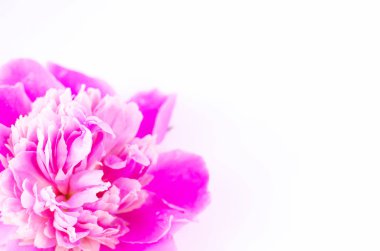 Beyaz arka plan üzerinde pembe şakayık tomurcuk yakın çekim.
