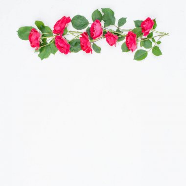 Beyaz bir arka plan üzerinde kırmızı gül küçük dalları arka plan.