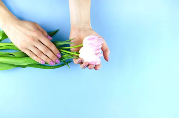 Vrouwelijke handen met paarse manicure houden tulpen. — Stockfoto