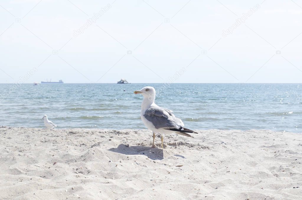 A large seagull walks on the seashore.