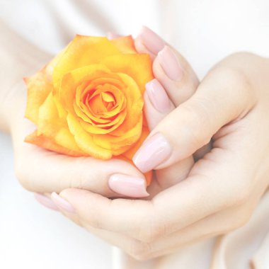 Dişi eller ellerinde turuncu bir gül tutuyor..