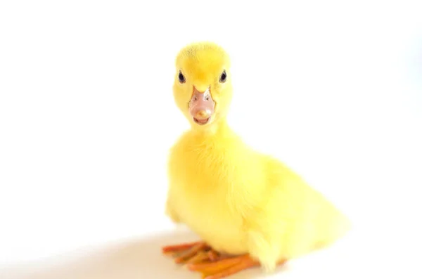 Little cute duckling on white isolated background. — Stock Photo, Image