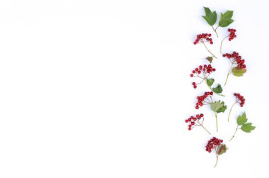 İzole edilmiş beyaz arka planda yaprakları olan viburnum tozu..