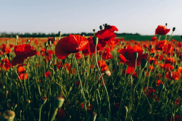 Mező Vörös Mákokkal Egy Gyönyörű Horizont Hátterében Természet Virágos Háttér — Stock Fotó
