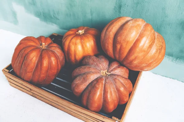 Calabazas Anaranjadas Grandes Sobre Fondo Verde Caída Halloween —  Fotos de Stock