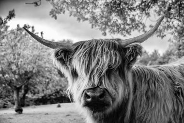 Boynuzları Shaggy Angus inek