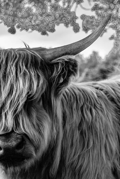 Haarige Angus Kuh Mit Hörnern Aus Nächster Nähe — Stockfoto
