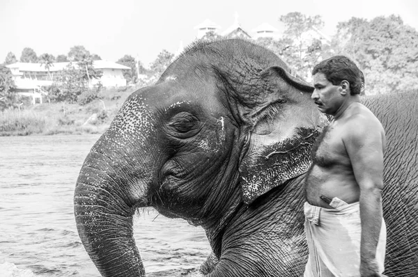 Kodanad, Kerala, Hindistan 25 Aralık 2015 - fil yıkama