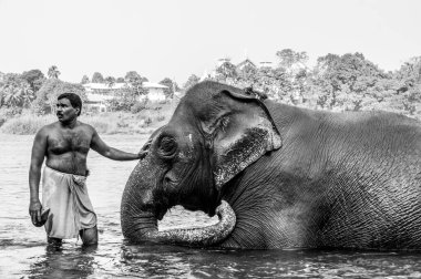 Kodanad, Kerala, Hindistan 25 Aralık 2015 - fil yıkama