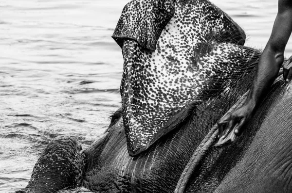 Kerala, Hindistan yıkama fil